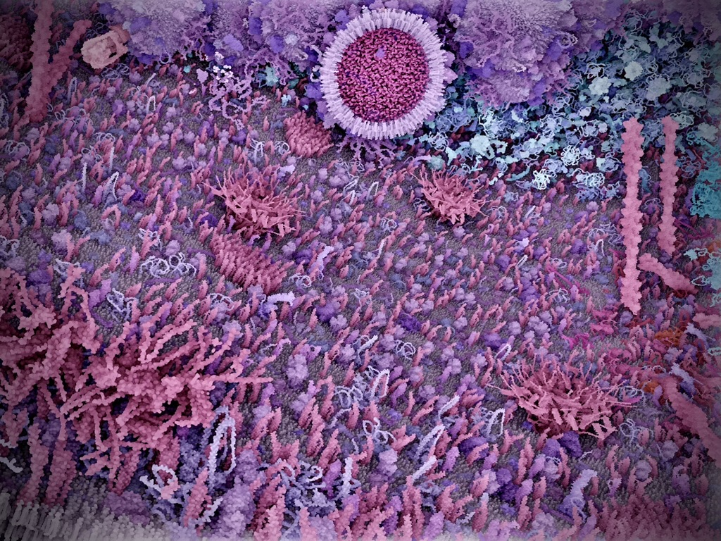 3D molecular model of the crowded interior of a cell
